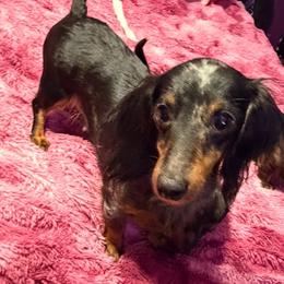 Shy - Dachshund