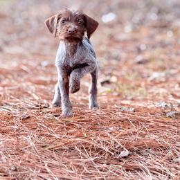 Beau - Brown and gray male Wirehaired Pointing Griffon puppy in Shelbyville, Texas from AndersonK9Kennels Bayou Beards