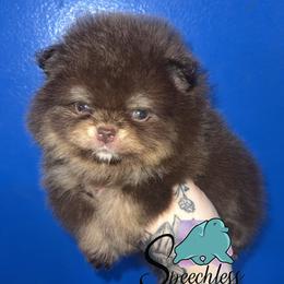 Prince Charming - 3500.00 dollars - Chocolate and tan male Pomeranian puppy in Perry County, Ohio from Speechless Pom’s