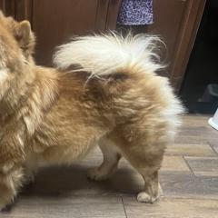 Yue Mae - Chow Chow
