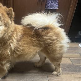 Yue Mae - Chow Chow