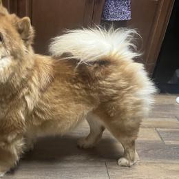Yue Mae - Chow Chow