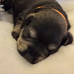 Raphael - Salt and pepper male Miniature Schnauzer puppy in Bullard, Texas from Black Gold Miniature Schnauzers
