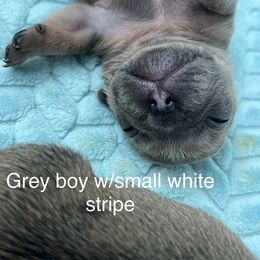 French Bulldog Puppies from Lazy Daisy