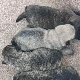 Penny - Cream female Cairn Terrier puppy in Mountain Grove, Missouri from CreekTop