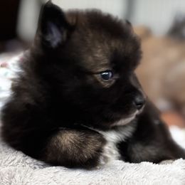 Pomsky Puppies from Bowtique Pomskies