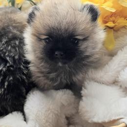 Pomsky Puppies from Amazing High Desert Pomskys