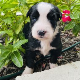 Tamale - Black tri female Miniature Australian Shepherd puppy in Clearwater, Florida from Frankenmuth Mini Aussies