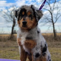 Belle - Blue merle female Miniature Australian Shepherd puppy in Mc Alester, Oklahoma from Angel's Aussies