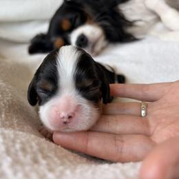 Bloom - Tri-color female Cavalier King Charles Spaniel puppy in Katy, Texas from True Heart Cavaliers llc