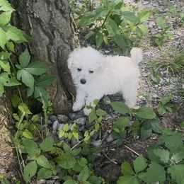 White girl - White female Poodle puppy in Rockvale, Tennessee from Cosmic Chinese Cresteds & Wind-Echo Poodles