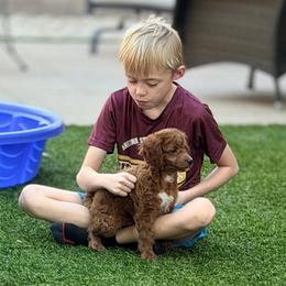 Cavapoo Puppies from Patriot Pups Cavapoos