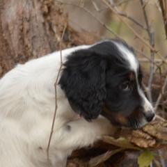 Border Collie, English Setter, and Miniature American Shepherd Puppies from First Harmony Farms
