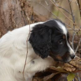Border Collie, English Setter, and Miniature American Shepherd Puppies from First Harmony Farms