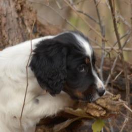 Border Collie, English Setter, and Miniature American Shepherd Puppies from First Harmony Farms