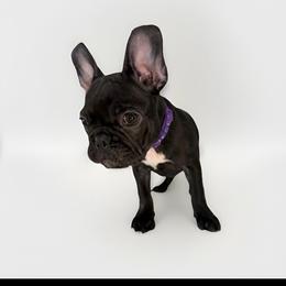 Shadow - Black and white male French Bulldog puppy in Orange, California from French Farms