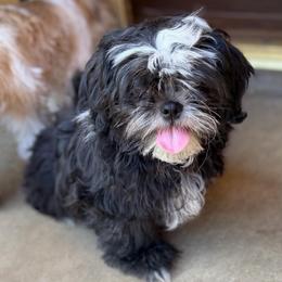 Tux's - Black and white male Shih Tzu puppy in Victorville, California from RUMBLE n TUMBLE