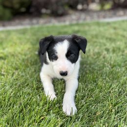 Girl 5 - Black and white female Border Collie puppy in Centerville, Washington from Forthright Farms