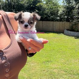 Belle-a - Chocolate brindled fawn female Chihuahua puppy in Anderson, South Carolina from Lil Treasures Chihuahuas