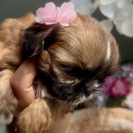 Honey - Tricolor female Shih Tzu puppy in Frederick, Maryland from Shih Tzu Puppy in Maryland