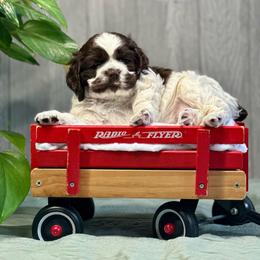 Sequoia - Brown and white female Cocker Spaniel puppy in Salt Lake City, Utah from Sego Lily Cockers