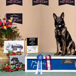 Jersey - German Shepherd