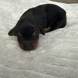 Acorn - Black and tan male Dachshund puppy in Live Oak, Florida from Johnson’s Weiner Farm