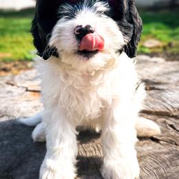 Eu te amo - Tri-color female Cavapoo puppy in Knoxville, Tennessee from Adventure Doodles Club