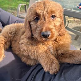 Hazelnut - Red  female Goldendoodle puppy in Warren, Michigan from Annette Patterson