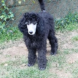 Poodle Puppies from Pearsonia poodles