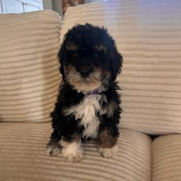 Sol - Tri-color female Bernedoodle puppy in Payson, Utah from Country Sky Doodles