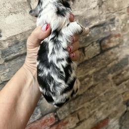 Merle girl 1 - Merle female Shihpoo puppy in Newark, Ohio from Gemini Kennels
