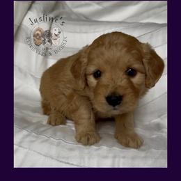 Girl 3 - Apricot female Goldendoodle puppy in Sterling, Connecticut from Justine’s Retrievers and Doodles