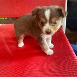 Red tri - Red tri female Toy Australian Shepherd puppy in Springfield, Missouri from Donnie's Miniature & Toy Australian Shepherds