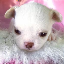 Chihuahua Puppies from Harger Chihuahuas