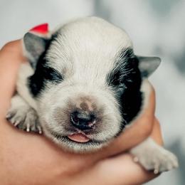Boy 1 - Blue male Australian Cattle Dog puppy in Blackfoot, Idaho from Circle C Australian Cattle Dogs