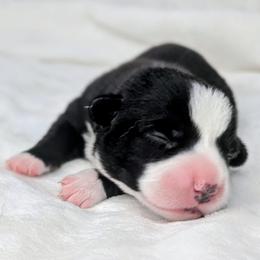 Snoopy - Black and white male American Corgi puppy in Clarksville, Tennessee from Cold Creek Family Farm LLC
