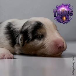THANOS - Blue Merle Male - Blue merle male Australian Shepherd puppy in Gainesville, Texas from Lady Luck Aussies