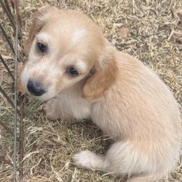 Kasey - Cream male Dachshund puppy in Lexington, Oklahoma from BooneDox Miniature Dachshunds
