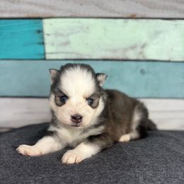 Pumba - Black and white male Pomsky puppy in Krum, Texas from Paw-Some Pomskies