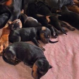 AKC Registered Full European Doberman Pinschers - Black and rust male Doberman Pinscher puppy in Fort Lauderdale, Florida from Lakewood European Dobermann Kennel