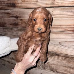 Tator - Phantom male Goldendoodle puppy in Churchill County Fallon, Nevada from Card Family Ranch