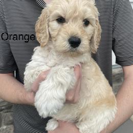 Orange - Cream female Goldendoodle puppy in Medina, Ohio from Farmer Doodles