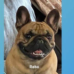 Reba - French Bulldog