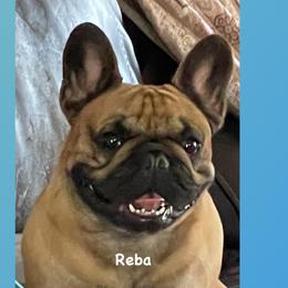 Reba - French Bulldog