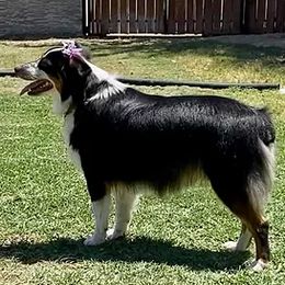 Aussiedoodles and Miniature Australian Shepherds from Lazy T9 Ranch