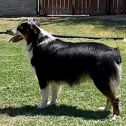 Aussiedoodles and Miniature Australian Shepherds from Lazy T9 Ranch