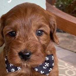 Snoopy - Australian Labradoodle puppy in Roseville, California from Darby Park Doodles