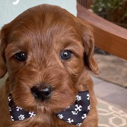Snoopy - Australian Labradoodle puppy in Roseville, California from Darby Park Doodles
