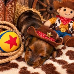 Buzz - Dapple male Dachshund puppy in Williston, Florida from Teenie Weenie Dachshunds